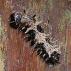Lepidoptera unclassified IMMATURE (caterpillar or pupa or cocoon) at Capalaba, QLD - 5 Oct 2023 by TimL