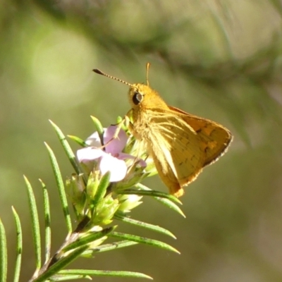 Ocybadistes walkeri (Green Grass-dart) at Braemar, NSW - 29 Sep 2023 by Curiosity