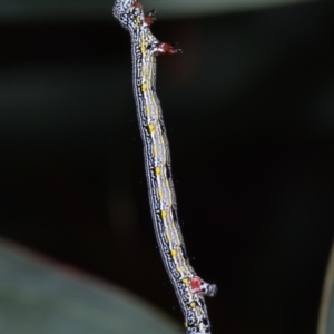 Chlenias banksiaria group at Queanbeyan East, NSW - 6 Oct 2023