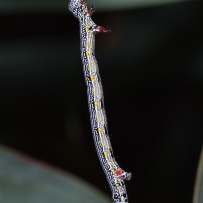 Chlenias banksiaria group (A Geometer moth) at Queanbeyan East, NSW - 6 Oct 2023 by DianneClarke