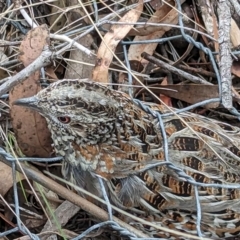 Turnix varius (Painted Buttonquail) at Sutton, NSW - 5 Oct 2023 by Talie