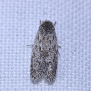 Agriophara undescribed species at Greenleigh, NSW - 1 Oct 2023