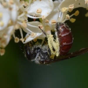 Lasioglossum (Parasphecodes) sp. (genus & subgenus) at Greenleigh, NSW - suppressed