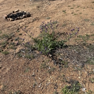 Echium plantagineum at Blowering, NSW - 7 Oct 2023 10:50 AM