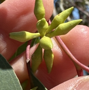 Eucalyptus blakelyi at Blowering, NSW - 7 Oct 2023 10:54 AM