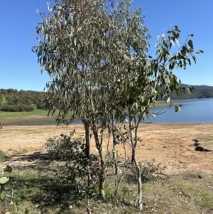 Eucalyptus blakelyi at Blowering, NSW - 7 Oct 2023