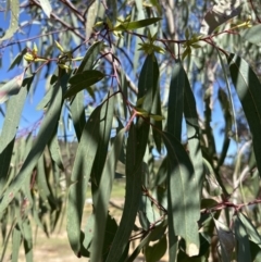 Eucalyptus blakelyi at Blowering, NSW - 7 Oct 2023 10:54 AM