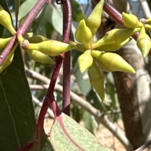 Eucalyptus blakelyi at Blowering, NSW - 7 Oct 2023 10:54 AM