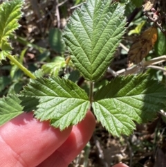 Rubus anglocandicans (Blackberry) at Blowering, NSW - 7 Oct 2023 by lbradley