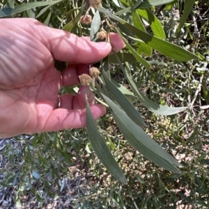 Acacia melanoxylon at Blowering, NSW - 7 Oct 2023