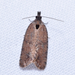 Cryptaspasma sordida (A Tortricid moth) at Greenleigh, NSW - 2 Oct 2023 by DianneClarke