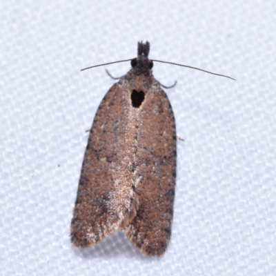Cryptaspasma sordida (A Tortricid moth) at Greenleigh, NSW - 2 Oct 2023 by DianneClarke