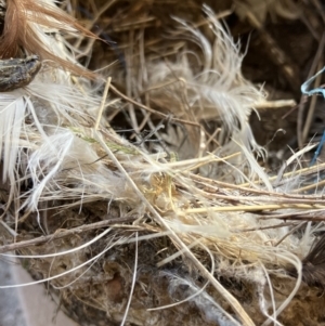 Grallina cyanoleuca at Hughes, ACT - 7 Oct 2023