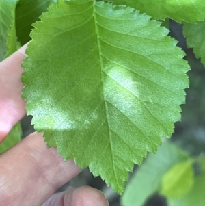 Ulmus procera at Blowering, NSW - 7 Oct 2023