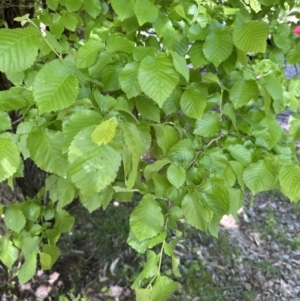 Ulmus procera at Blowering, NSW - 7 Oct 2023