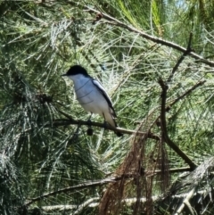 Lalage tricolor (White-winged Triller) at Kaleen, ACT - 7 Oct 2023 by MattYoung