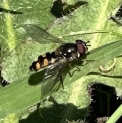 Melangyna viridiceps (Hover fly) at Blowering, NSW - 7 Oct 2023 by lbradley