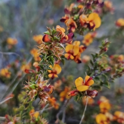 Pultenaea procumbens (Bush Pea) at McQuoids Hill - 7 Oct 2023 by BethanyDunne