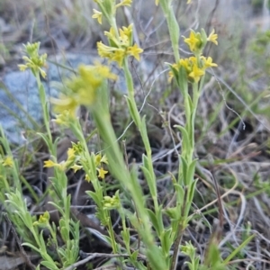 Pimelea curviflora var. sericea at Tuggeranong, ACT - 7 Oct 2023