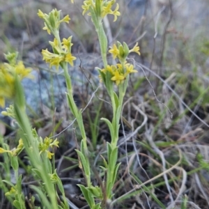 Pimelea curviflora var. sericea at Tuggeranong, ACT - 7 Oct 2023