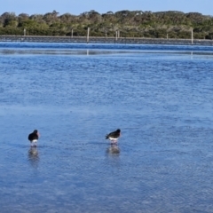 Haematopus longirostris (Australian Pied Oystercatcher) at Merimbula, NSW - 30 Sep 2023 by BethanyDunne