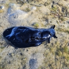 Unidentified Sea Slug, Sea Hare or Bubble Shell at Merimbula, NSW - 30 Sep 2023 by BethanyDunne