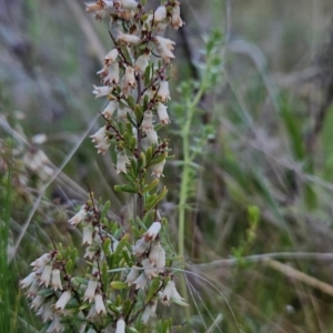 Cryptandra amara at Tuggeranong, ACT - 26 Sep 2023