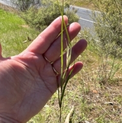 Themeda triandra (Kangaroo Grass) at Blowering, NSW - 7 Oct 2023 by lbradley
