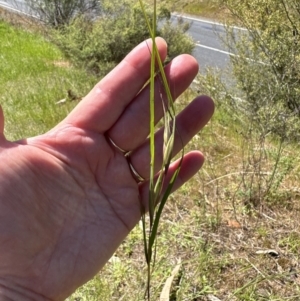 Themeda triandra at Blowering, NSW - 7 Oct 2023 12:15 PM