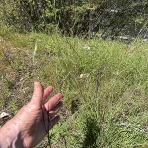 Themeda triandra at Blowering, NSW - 7 Oct 2023 12:15 PM