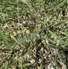 Themeda triandra at Blowering, NSW - 7 Oct 2023 12:15 PM