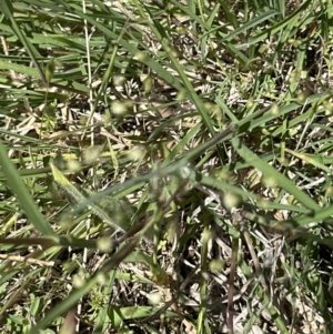 Themeda triandra at Blowering, NSW - 7 Oct 2023 12:15 PM