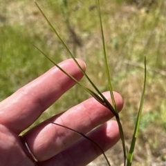 Themeda triandra at Blowering, NSW - 7 Oct 2023 12:15 PM