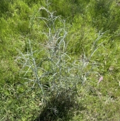 Senecio quadridentatus (Cotton Fireweed) at Blowering, NSW - 7 Oct 2023 by lbradley