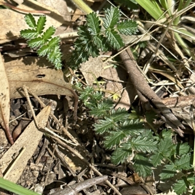 Acaena echinata (Sheeps Burr) at Blowering, NSW - 7 Oct 2023 by lbradley