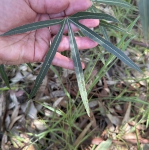 Brachychiton populneus at Blowering, NSW - 7 Oct 2023