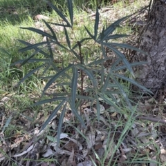 Brachychiton populneus at Blowering, NSW - 7 Oct 2023