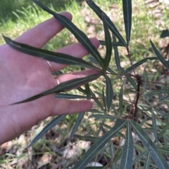 Brachychiton populneus at Blowering, NSW - 7 Oct 2023