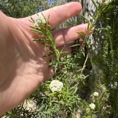 Cassinia aculeata subsp. aculeata (Dolly Bush, Common Cassinia, Dogwood) at Blowering, NSW - 7 Oct 2023 by lbradley