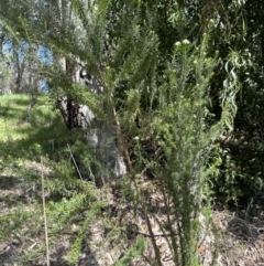 Cassinia aculeata subsp. aculeata at Blowering, NSW - 7 Oct 2023