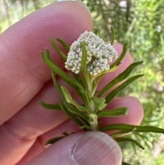 Cassinia aculeata subsp. aculeata at Blowering, NSW - 7 Oct 2023