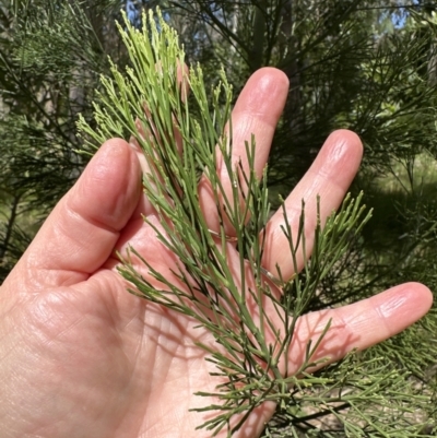 Exocarpos cupressiformis (Cherry Ballart) at Blowering, NSW - 7 Oct 2023 by lbradley