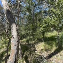 Exocarpos cupressiformis at Blowering, NSW - 7 Oct 2023 12:38 PM