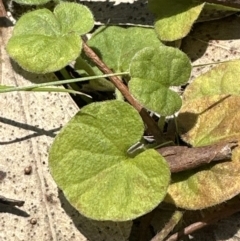 Dichondra repens at Blowering, NSW - 7 Oct 2023