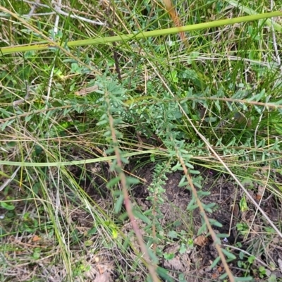 Comesperma ericinum (Heath Milkwort) at Porters Creek, NSW - 7 Oct 2023 by LyndalT