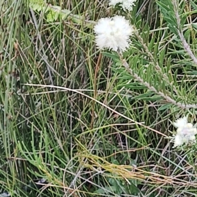 Melaleuca capitata (Sandstone Honey-Myrtle) at Porters Creek, NSW - 7 Oct 2023 by LyndalT