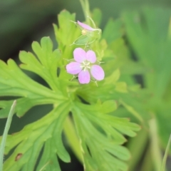 Geranium sp. Pleated sepals (D.E.Albrecht 4707) Vic. Herbarium at West Wodonga, VIC - 6 Oct 2023 by KylieWaldon