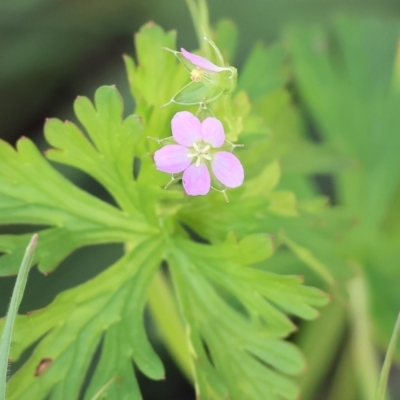 Geranium sp. Pleated sepals (D.E.Albrecht 4707) Vic. Herbarium at West Wodonga, VIC - 6 Oct 2023 by KylieWaldon