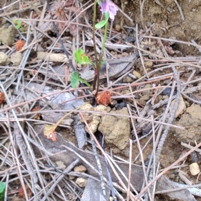 Viola silicestris at Porters Creek, NSW - 7 Oct 2023 by LyndalT