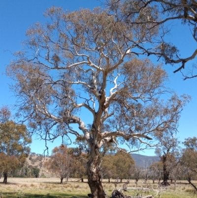 Eucalyptus melliodora (Yellow Box) at Lanyon - northern section - 7 Oct 2023 by michaelb